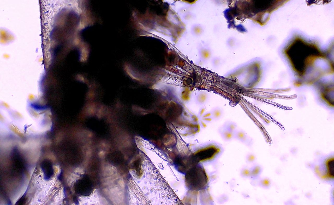 L''alieno trasparente delle nostre coste: l'' Amathia verticillata